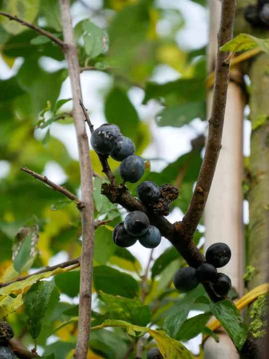 Prunus spinosa | Prunus spinosa - Van den Berk Nurseries