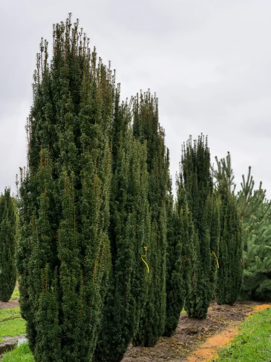 Taxus baccata 'Fastigiata' | Irish Yew - Van den Berk Nurseries