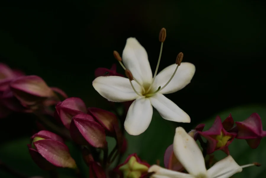 Clerodendrum trichotomum | Chance tree, Harlequin glory bowe - Van den ...