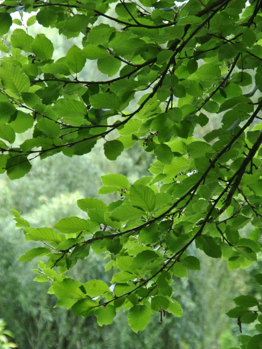 Betula Medwediewii Medwediew S Birch Transcaucasian Birch Van Den Berk Nurseries