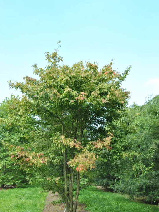 ACER®nt 19412 Plant Products