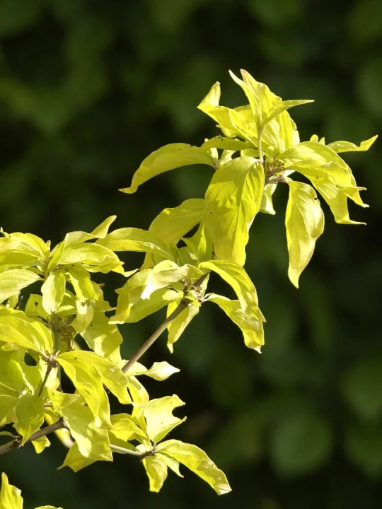 https www vdberk com trees cornus mas aurea