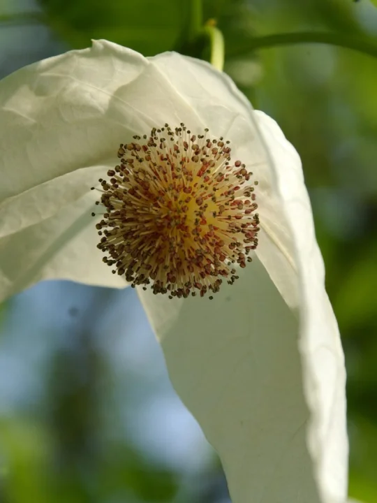 Davidia involucrata var. vilmoriniana Pockethandkerchief tree, Dove