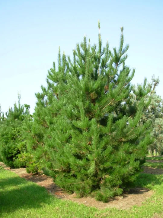 Pinus radiata | Pinus radiata - Van den Berk Nurseries