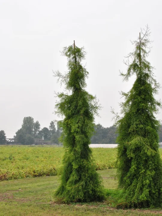 Taxodium distichum 'Pendulum' Taxodium distichum 'Pendulum' Van den Berk Nurseries