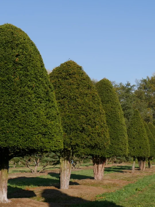 Taxus baccata Common Yew, English Yew Van den Berk Nurseries