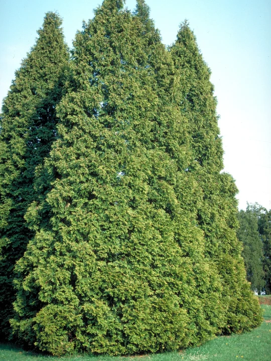 Thuja occidentalis American Arborvitae, White cedar Van den Berk