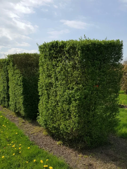 Ligustrum Vulgare Atrovirens Ligustrum Vulgare Atrovirens Van Den Berk Nurseries