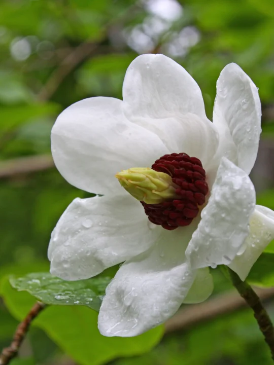 Magnolia Sieboldii Magnolia Sieboldii Van Den Berk Nurseries