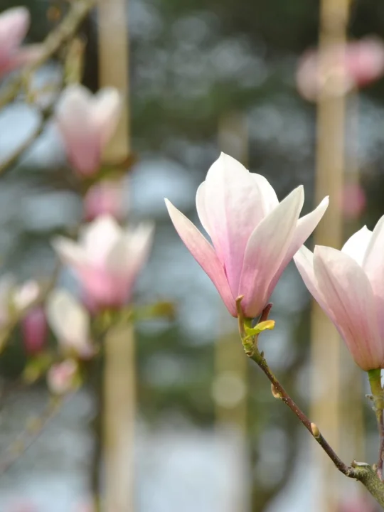 Magnolia 'Heaven Scent' Magnolia 'Heaven Scent' Van den Berk Nurseries