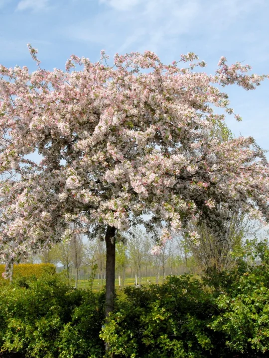 Malus floribunda Malus floribunda Van den Berk Nurseries