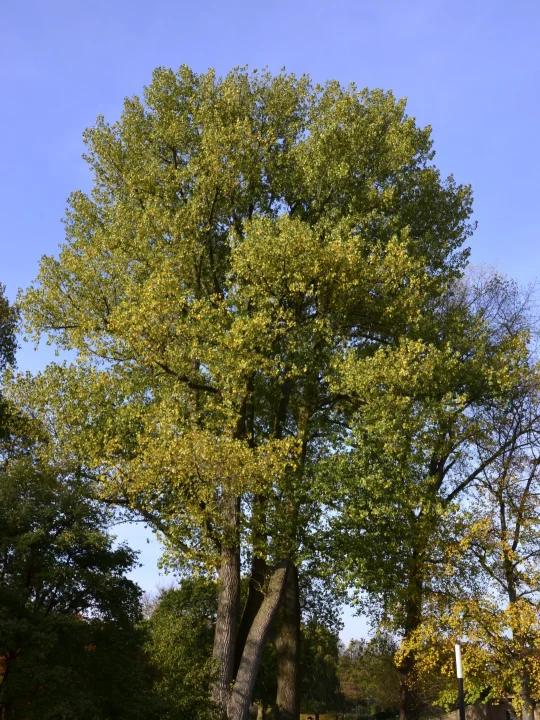 Populus ×canadensis Hybrid black poplar Van den Berk Nurseries