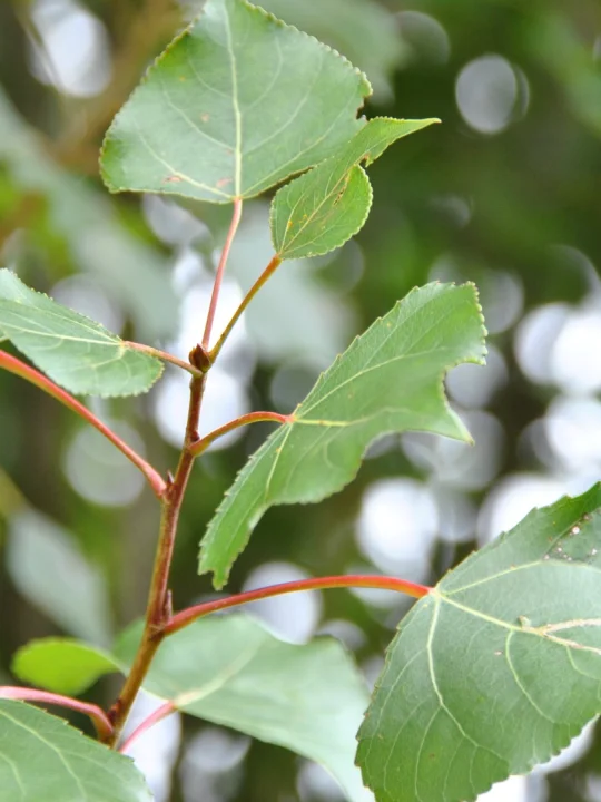 Populus nigra Black poplar, Old English poplar Van den Berk Nurseries