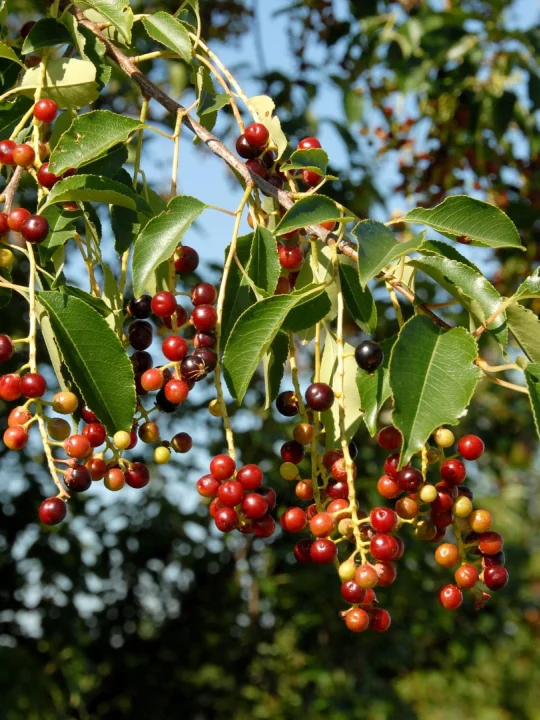 Prunus serotina Black cherry, Rum cherry Van den Berk Nurseries