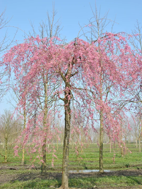 Prunus ×subhirtella 'Pendula Plena Rosea' | Prunus ×subhirtella ...
