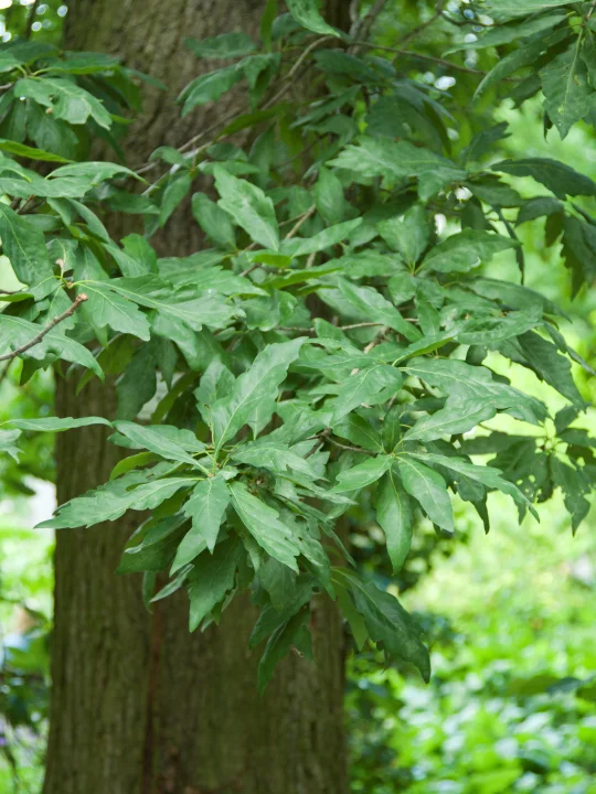 Quercus-petraea-mespilifolia