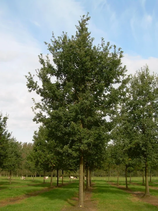 quercus-robur-common-oak-english-oak-pedunculate-oak-van-den-berk