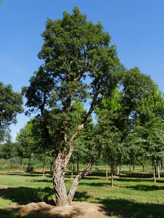Quercus suber Cork oak Van den Berk Nurseries