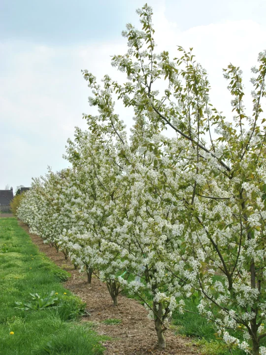 Amelanchier Ballerina Amelanchier Ballerina Van Den Berk Nurseries