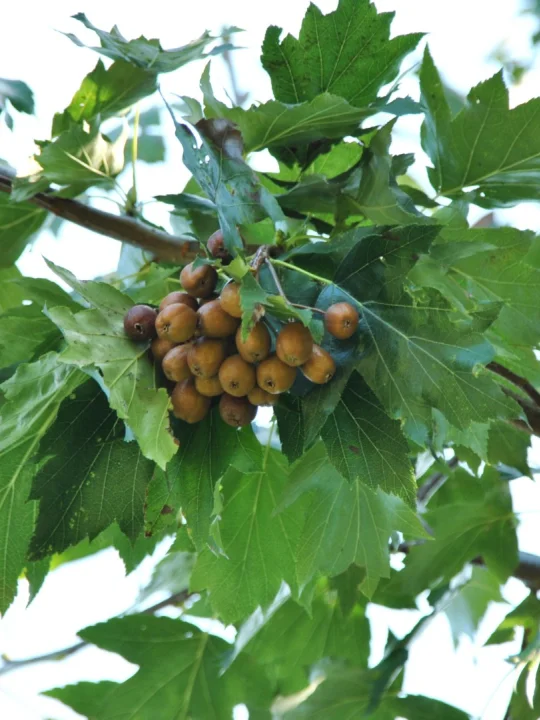 Sorbus torminalis Wild service tree Van den Berk Nurseries