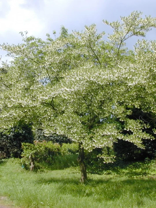 Styrax japonicus Japanese snowbell, Snowbell tree Van den Berk