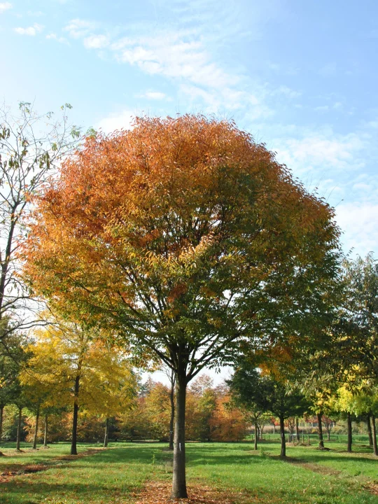 Zelkova serrata GREEN VASE ('Flekova') Zelkova serrata GREEN VASE