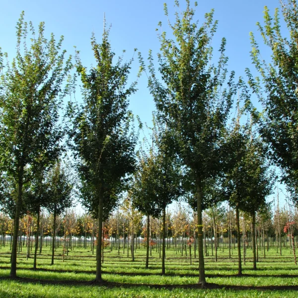 Acer campestre 'Queen Elizabeth' – Acer campestre 'Queen Elizabeth'