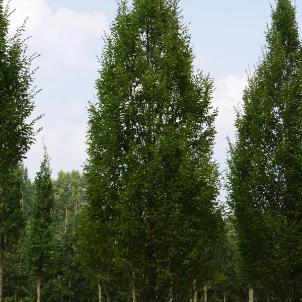 Carpinus betulus 'Fastigiata' – Carpinus betulus 'Fastigiata'