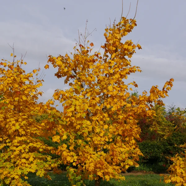 Acer cappadocicum – Caucasian maple, Cappadocian maple