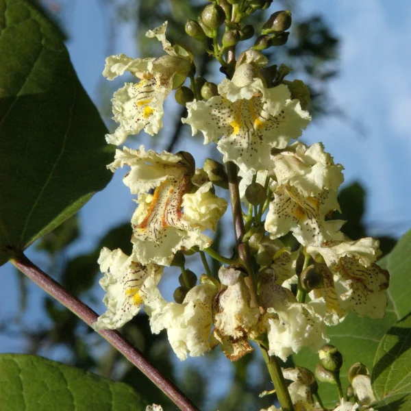 Catalpa ovata – Yellow Catalpa, Yellow bean tree