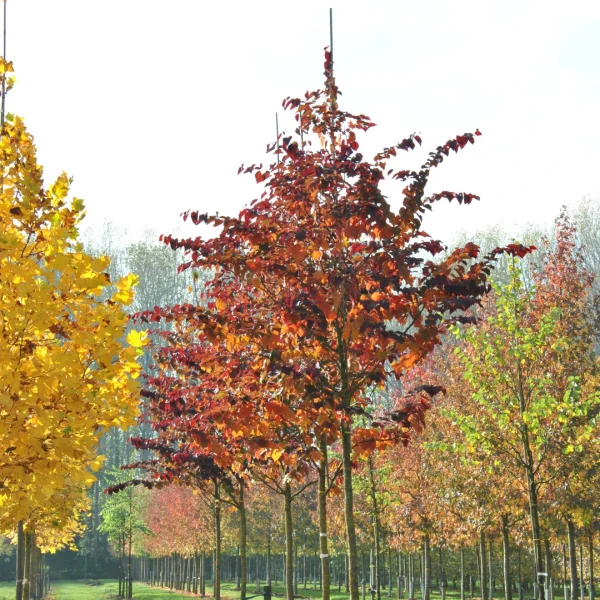 Cercis canadensis 'Forest Pansy' – Cercis canadensis 'Forest Pansy'