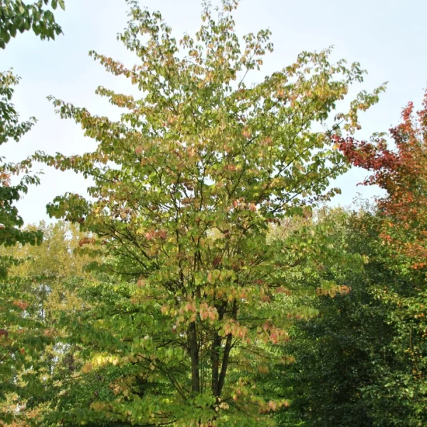 Cornus controversa – Giant dogwood