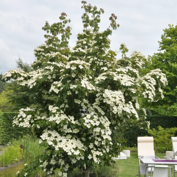 Cornus kousa 'China Girl' – Cornus kousa 'China Girl'