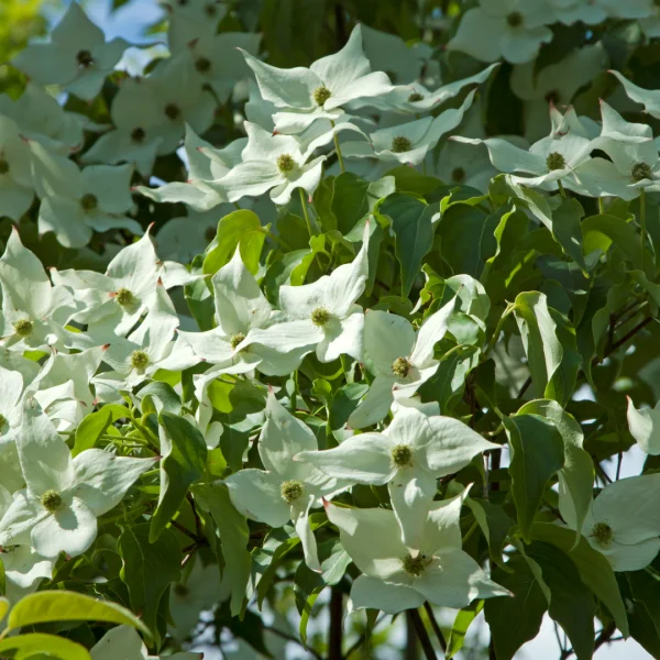 Cornus kousa 'Milky Way' – Cornus kousa 'Milky Way'