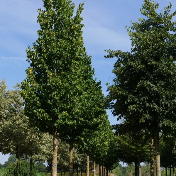 Corylus colurna TREEVOLUTION® 'VDB Obelisk' – Corylus colurna 'VDB Obelisk'