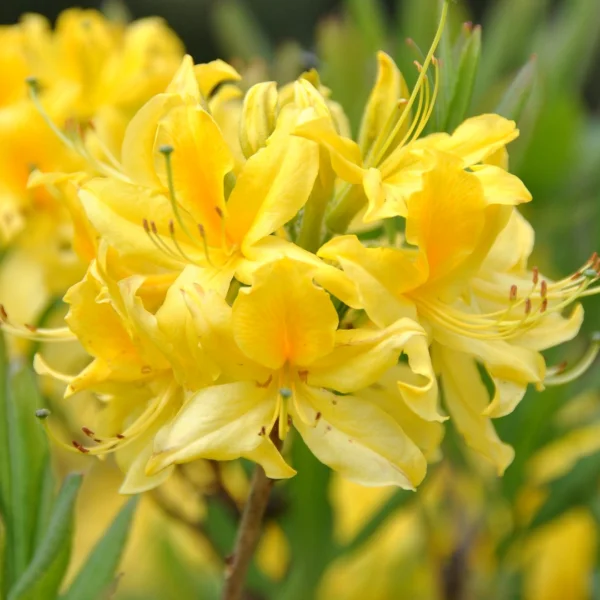 Rhododendron luteum – Rhododendron luteum