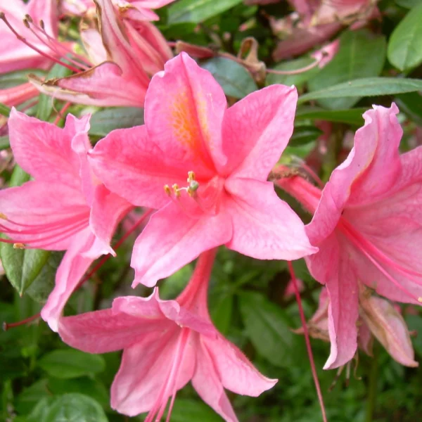 Rhododendron (AV) 'Jolie Madame' – Rhododendron (AV) 'Jolie Madame'