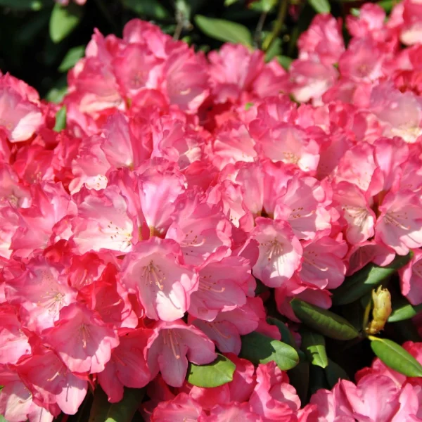 Rhododendron (Y) 'Fantastica' – Rhododendron (Y) 'Fantastica'