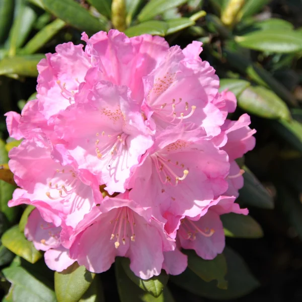 Rhododendron (Y) 'Polaris' – Rhododendron (Y) 'Polaris'