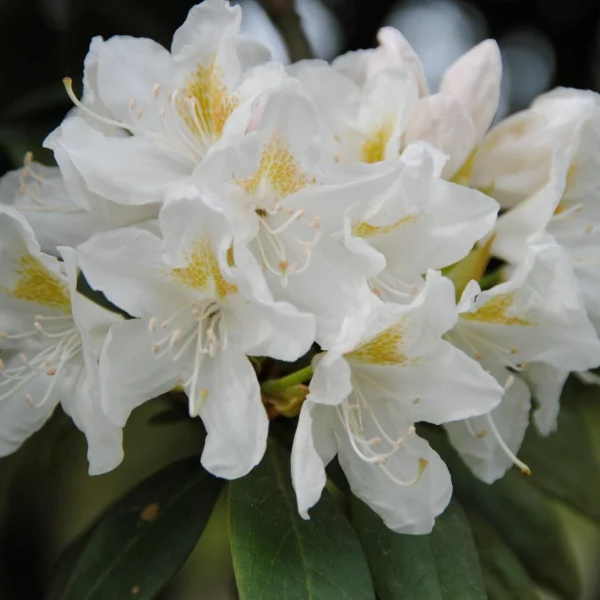 Rhododendron 'Cunningham's White' – Rhododendron 'Cunningham's White'