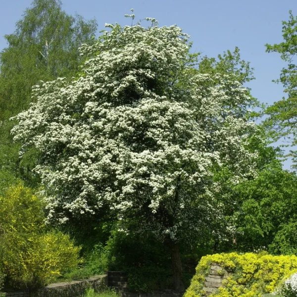 Crataegus monogyna – Common hawthorn, English hawthorn