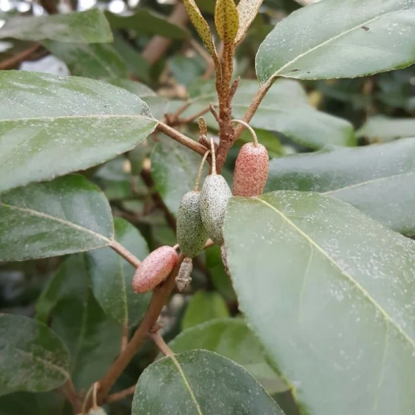 Elaeagnus ebbingei – Elaeagnus ebbingei