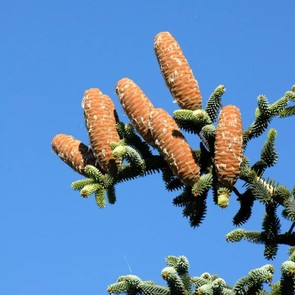 Abies pinsapo – Spanish fir