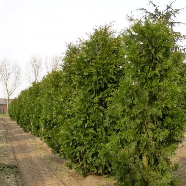 Calocedrus decurrens – Incense cedar