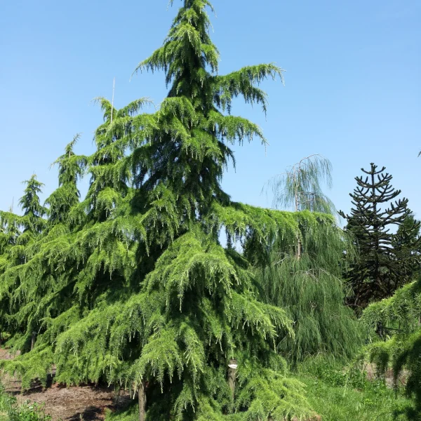 Cedrus deodara – Himalayan cedar, Deodar cedar