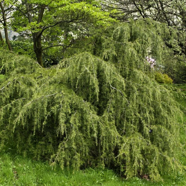 Cedrus deodara 'Robusta' – Cedrus deodara 'Robusta'