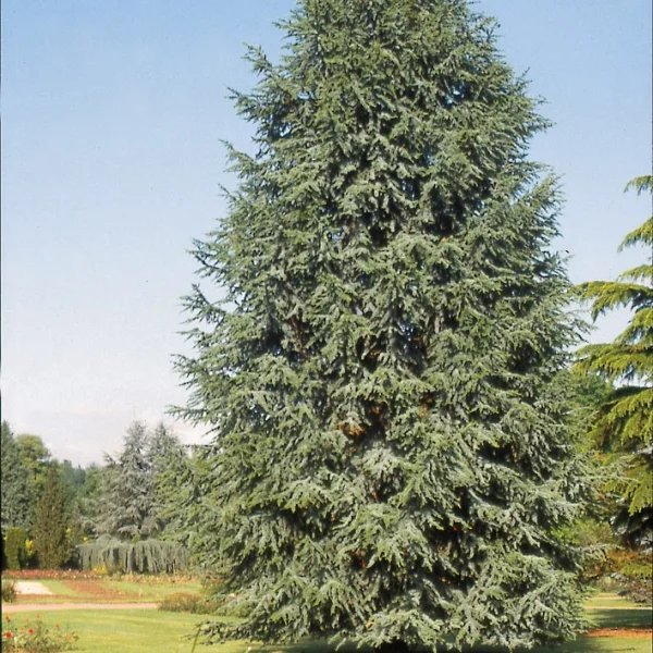 Cedrus libani 'Fastigiata' – Cedrus libani 'Fastigiata'