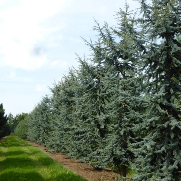 Cedrus libani 'Glauca' – Blue cedar