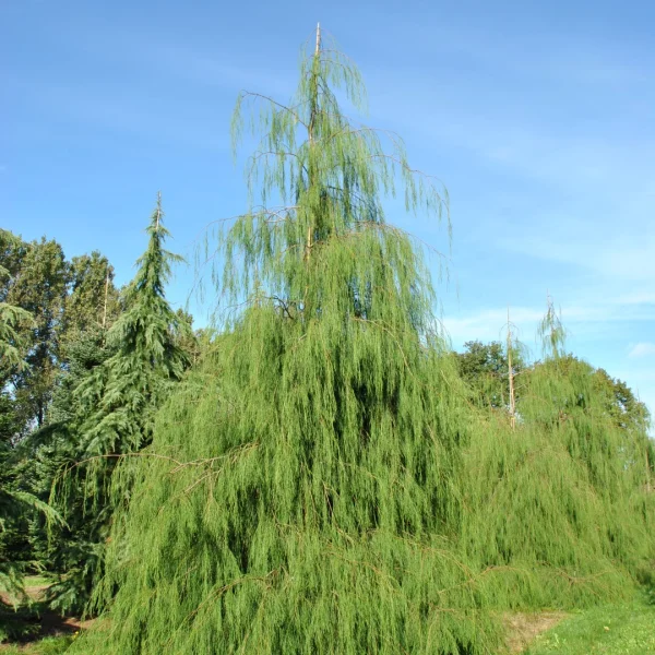 Chamaecyparis lawsoniana 'Imbricata Pendula' – Chamaecyparis lawsoniana 'Imbricata Pendula'