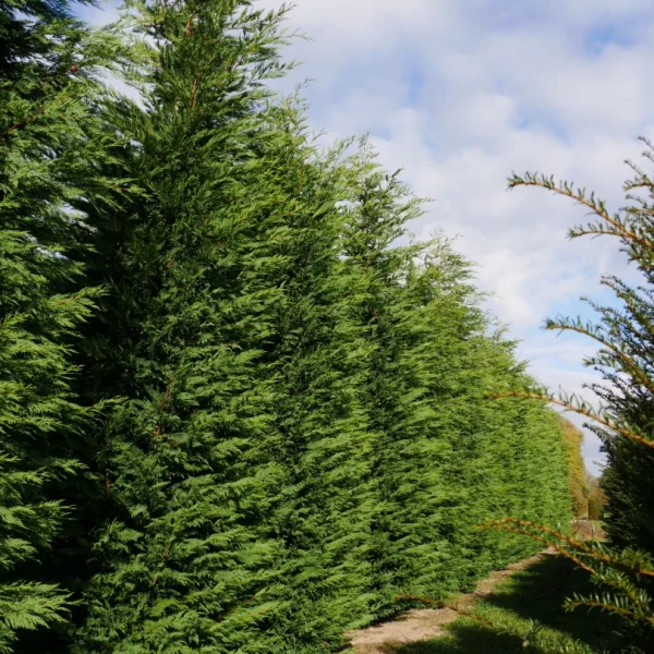 Cuprocyparis leylandii – Cuprocyparis leylandii